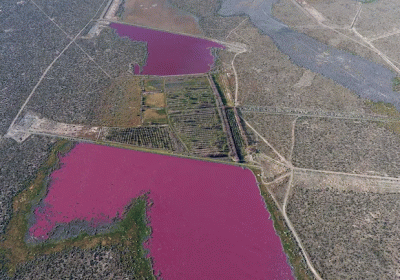 Lakes in Argentina turn pink: Heres why its a worrying sign