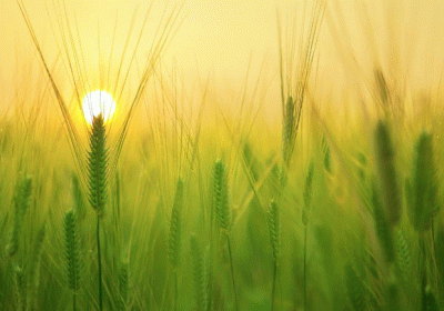 Tamil Nadu Agricultural University presents demo of drone technology